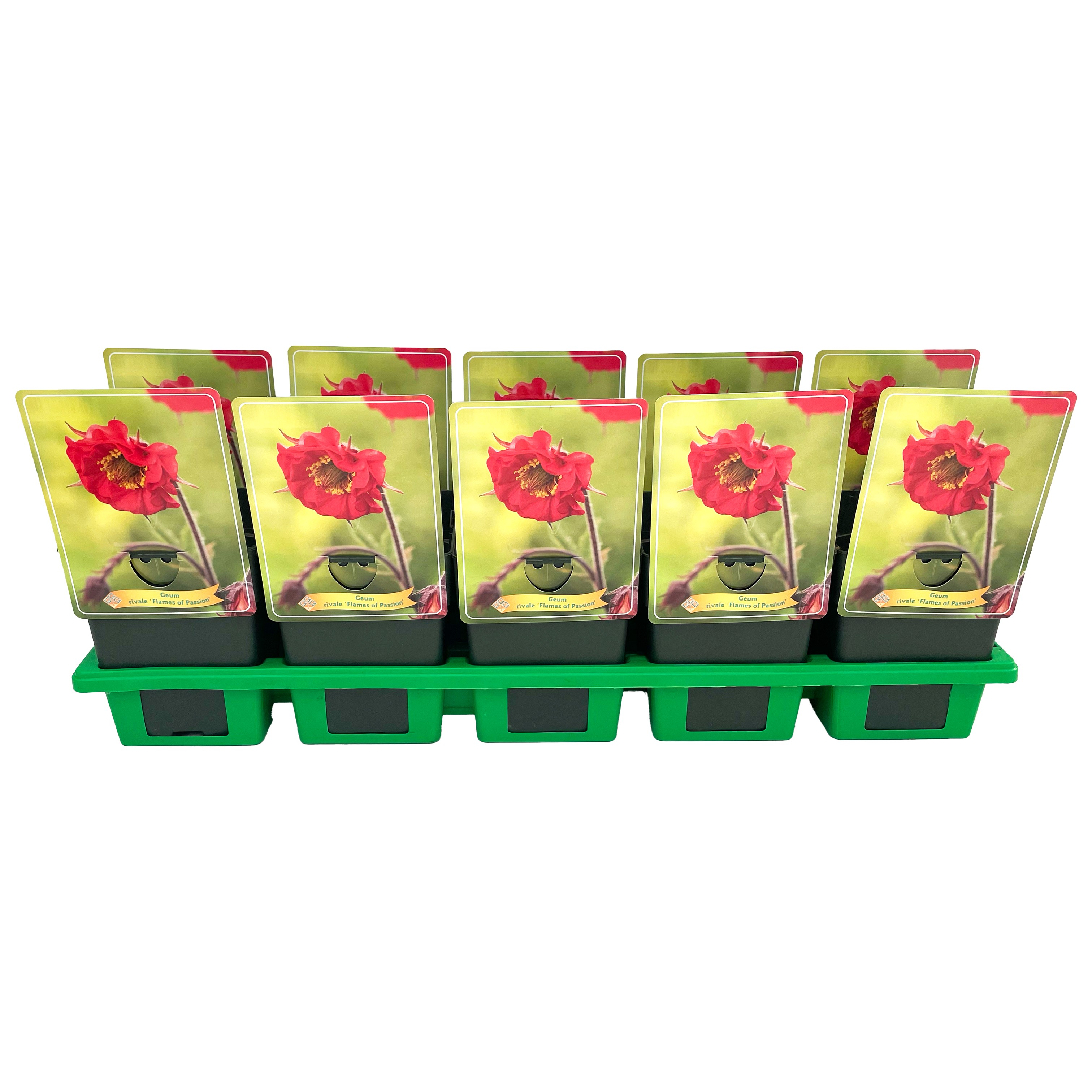 Geum rivale 'Flames of Passion' P11, D 11