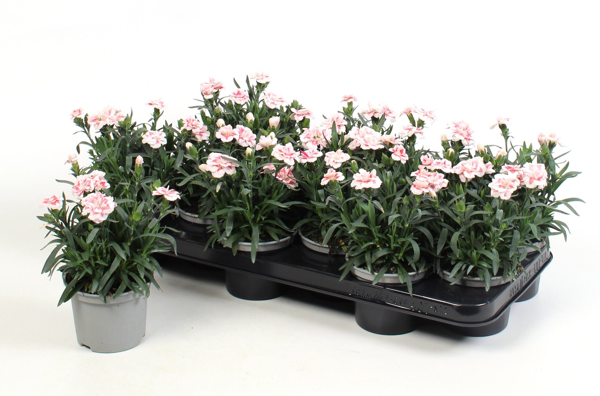 Dianthus Oscar Red Star, D 10,5