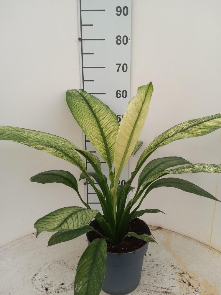 Spathiphyllum Sensation Variegato P21, D 21