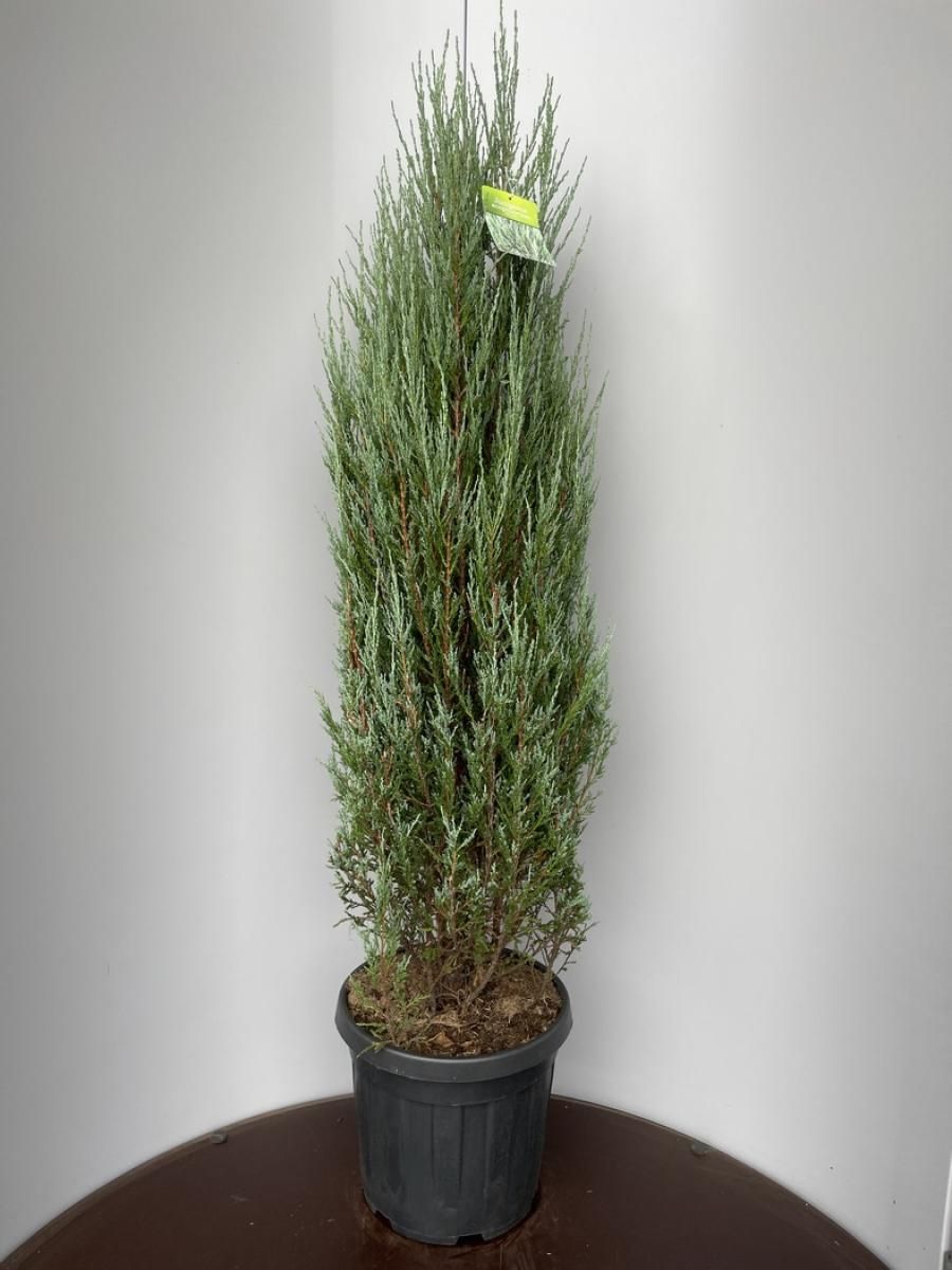 Juniperus s. 'Blue Arrow', D 39 cm