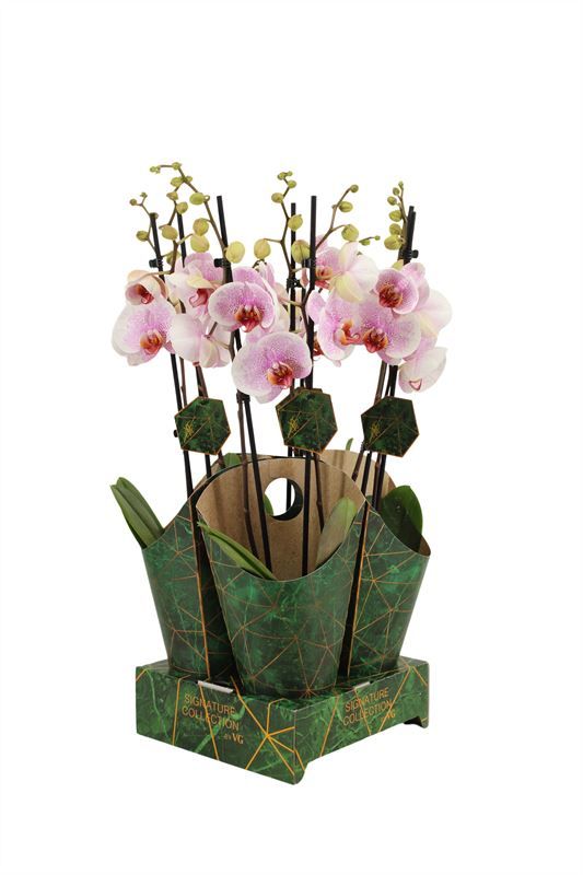 Potcover p12 golden nature Phal Signature Ursula 2T16+, D 12 cm