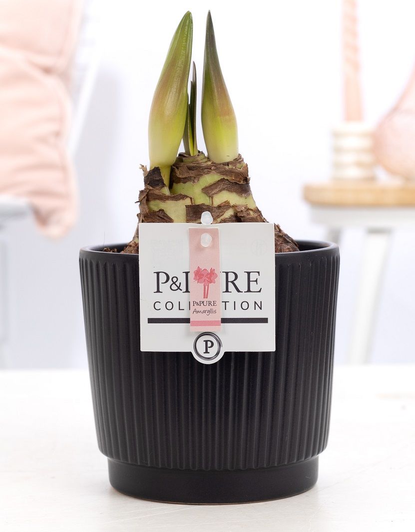 Hippeastrum pink in P&PURE Liv ceramics matt black, D 12
