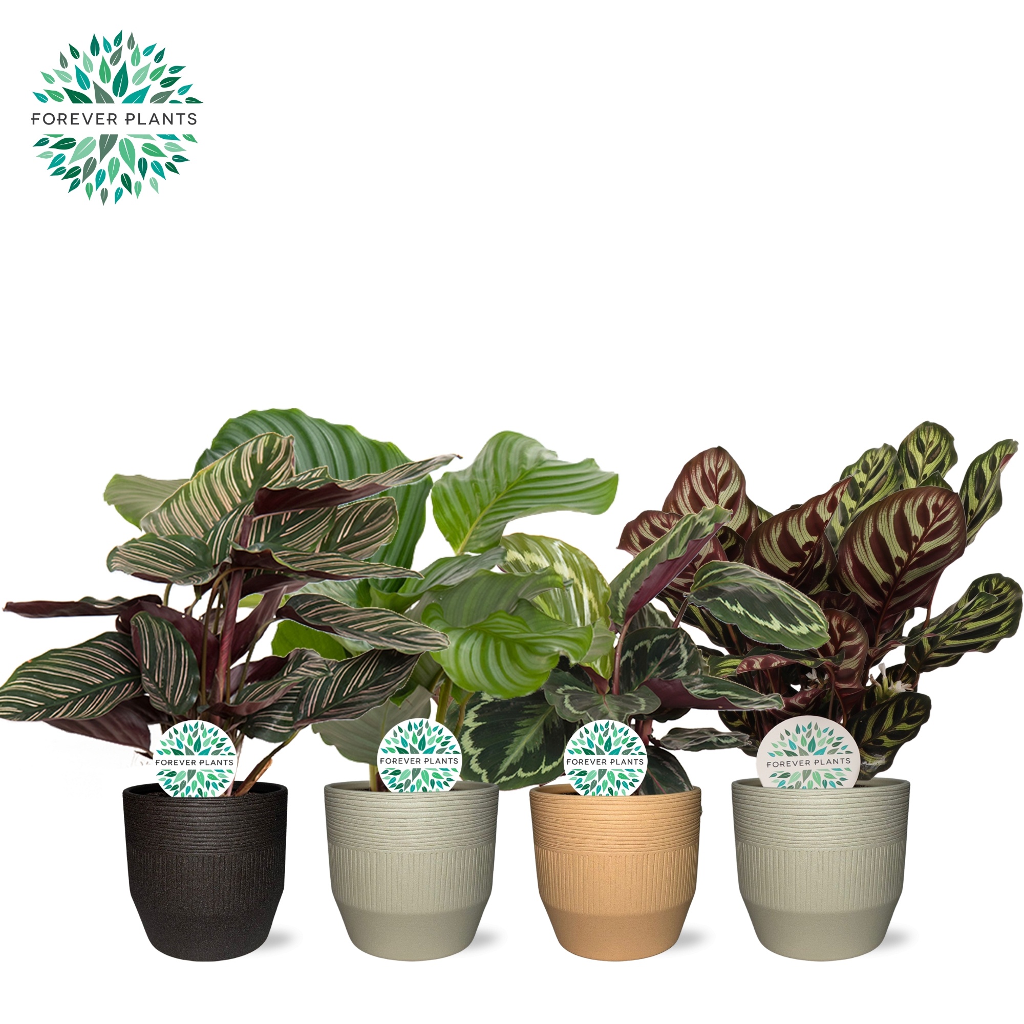 Calathea Gemengd p14 in TIRZA Keramiek PEAT FREE, D 14