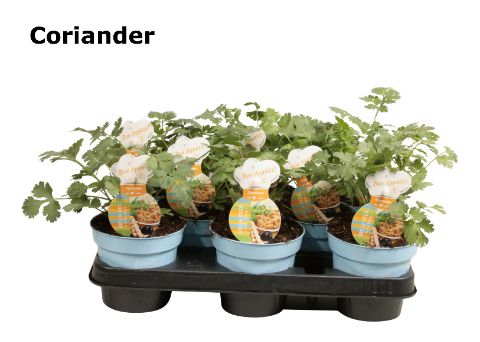 Koriander, D 12