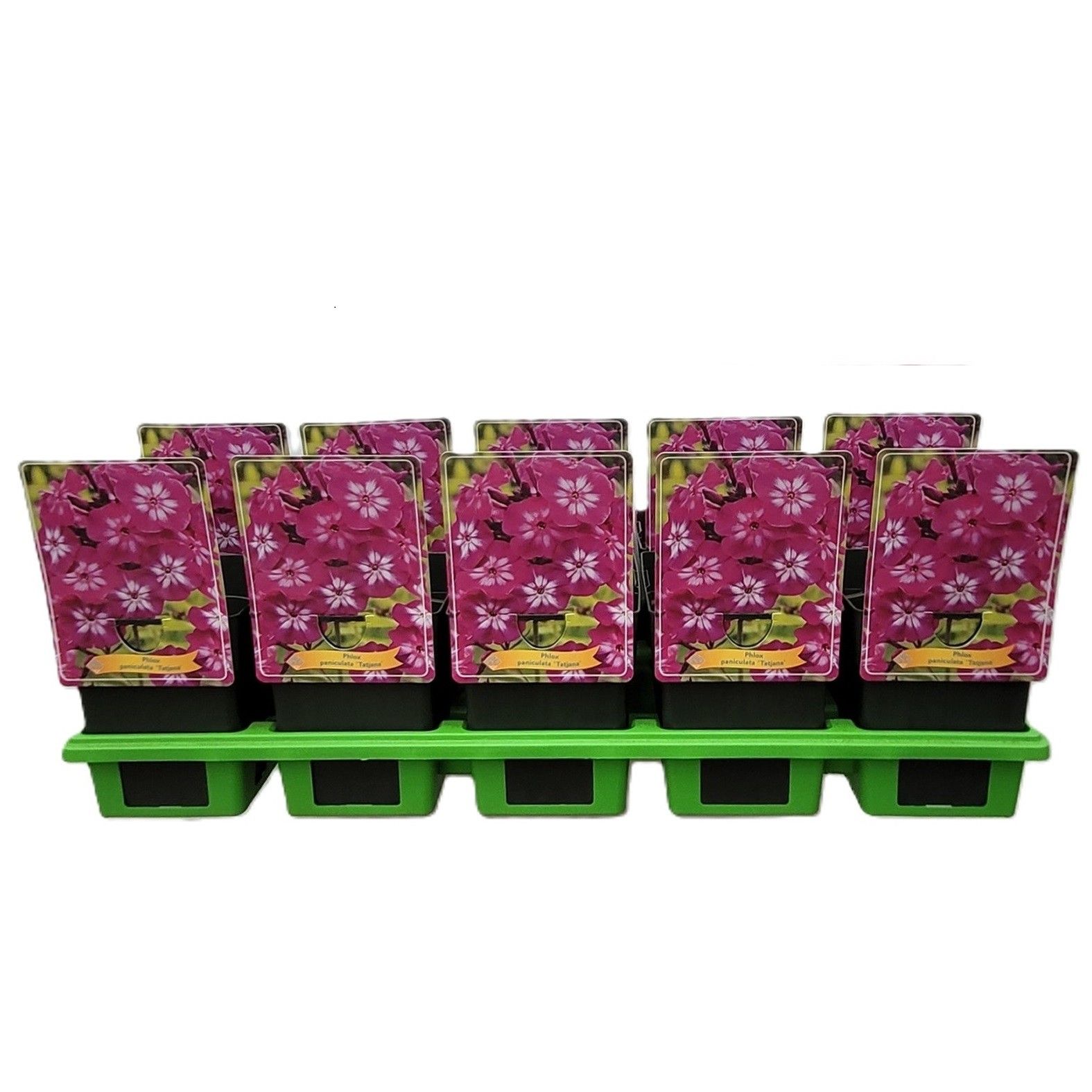 Phlox Paniculata 'Tatjana' P11, D 11