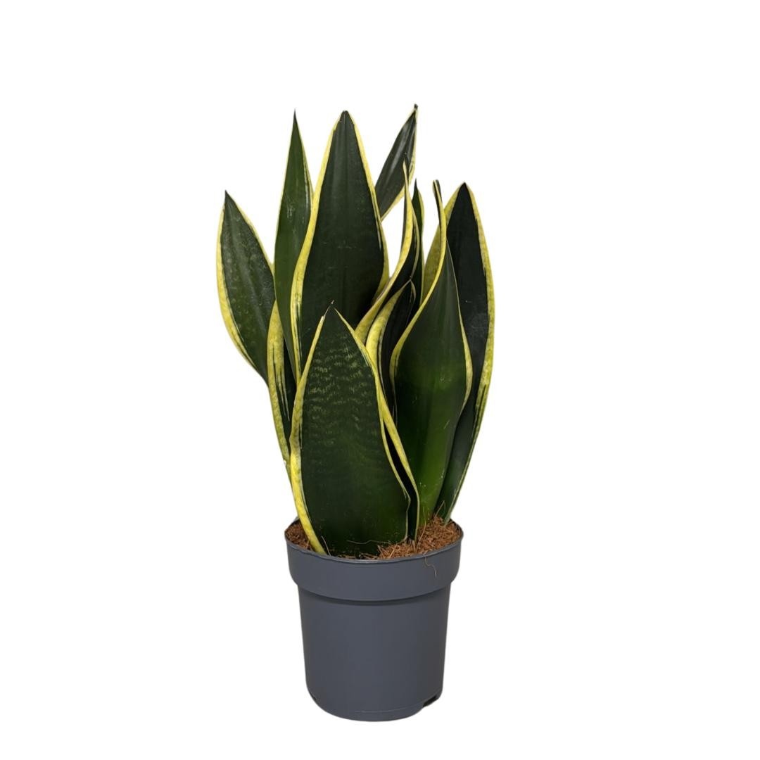 Sansevieria Black Gold, D 14