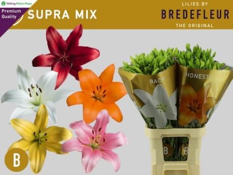 Лилия Азиатка Микс в баке 90, шт.