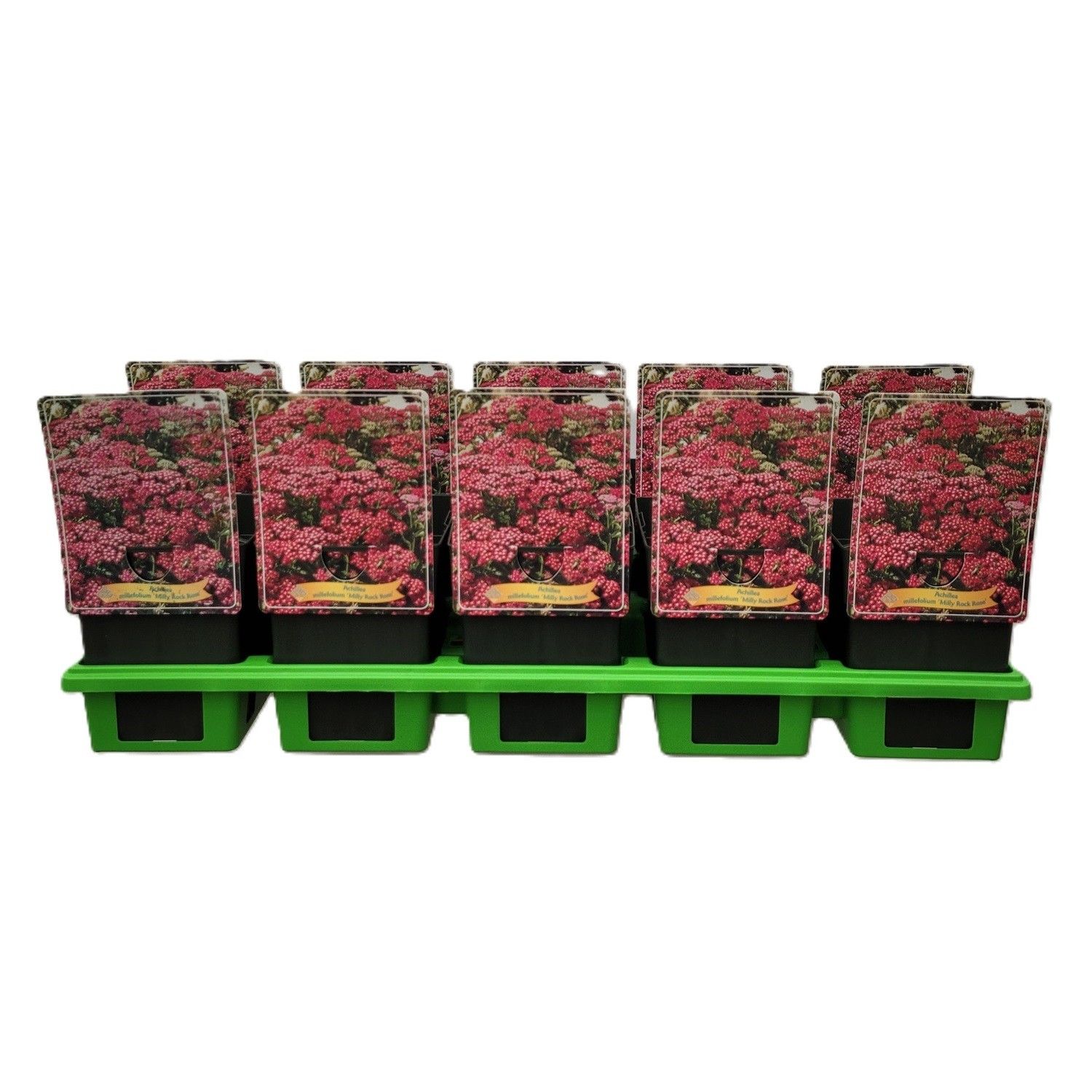 Achillea millefolium 'Milly Rock Rose' P11, D 11