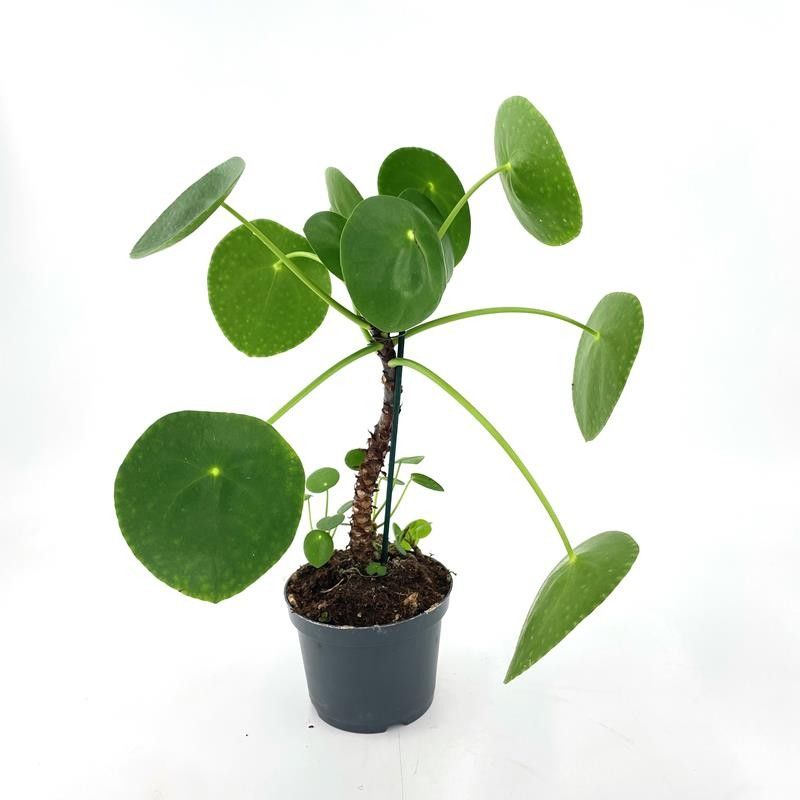 PILEA PEPEROMIOIDES, D 12
