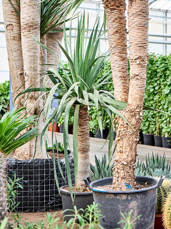 Dracaena draco 'Compact', D 40