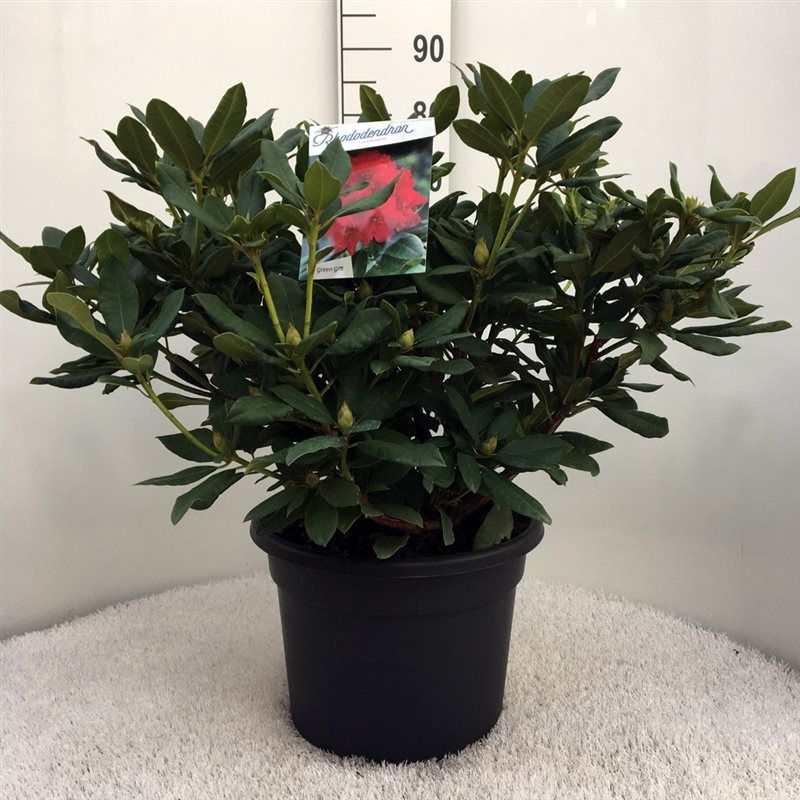 Rhodo. 'Lord Roberts' red, D 37