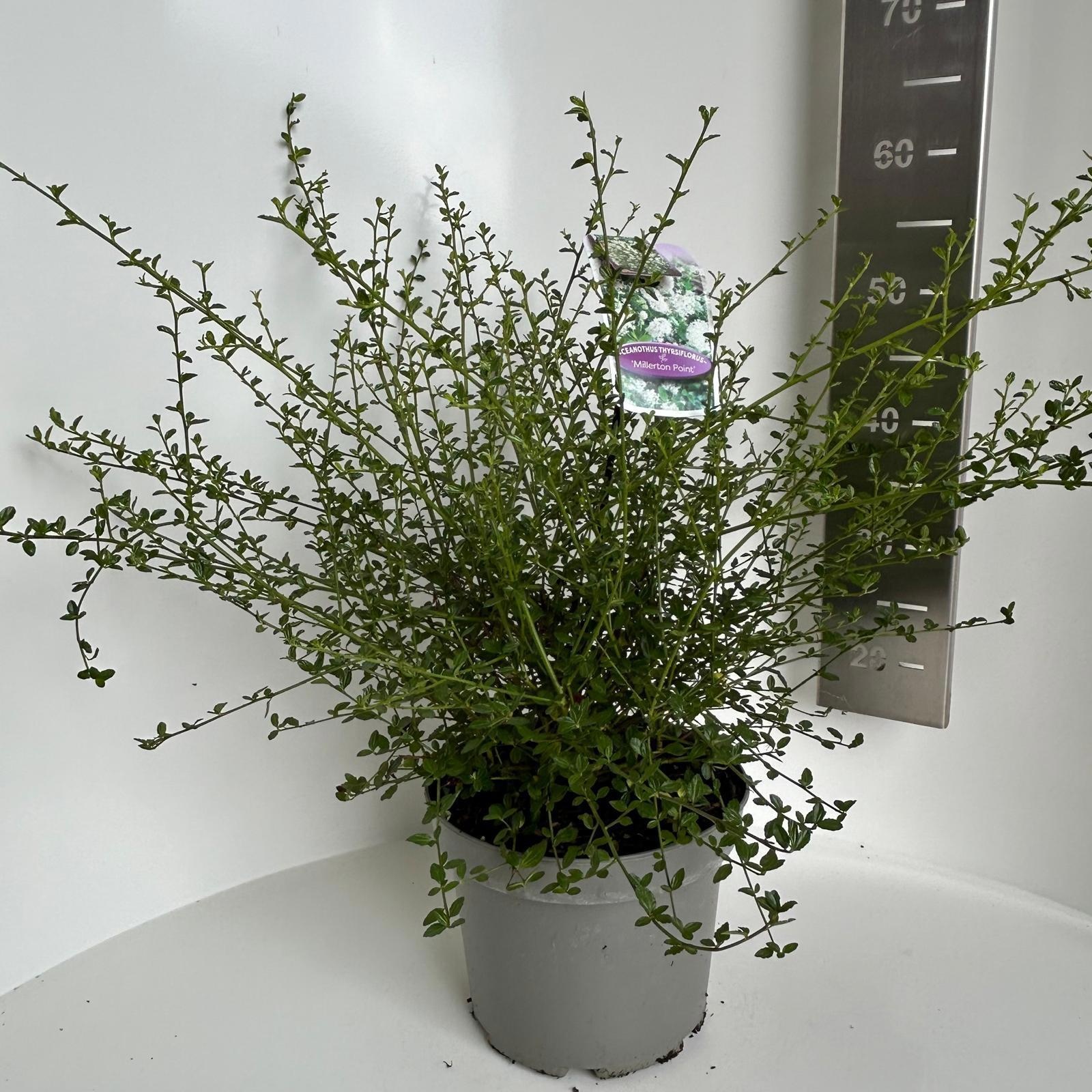 Ceanothus thyr. 'Millerton Point', D 23