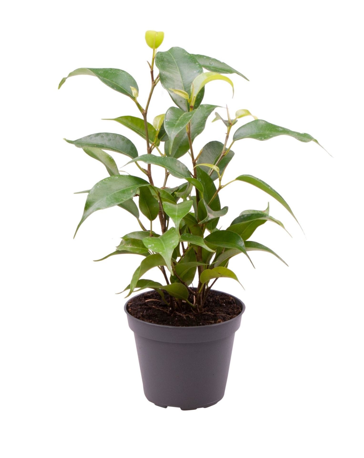 Ficus Benjamina Natasja� 6 cm, D 6
