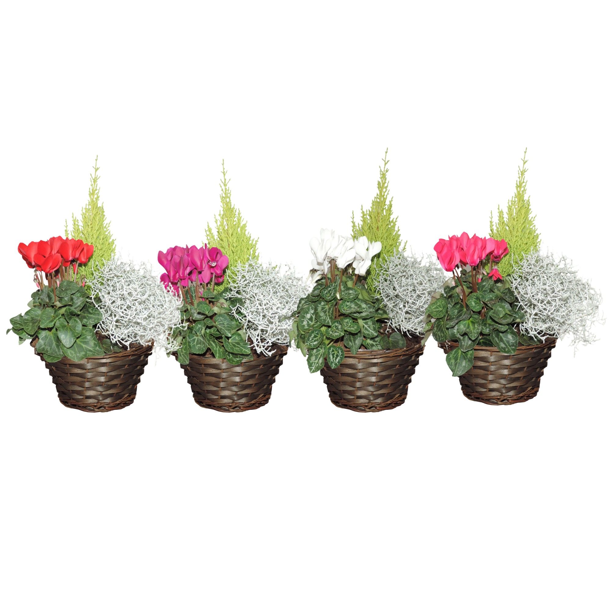 Arrangement Autumn Specials Hanoi in Mand 22 cm, D 22