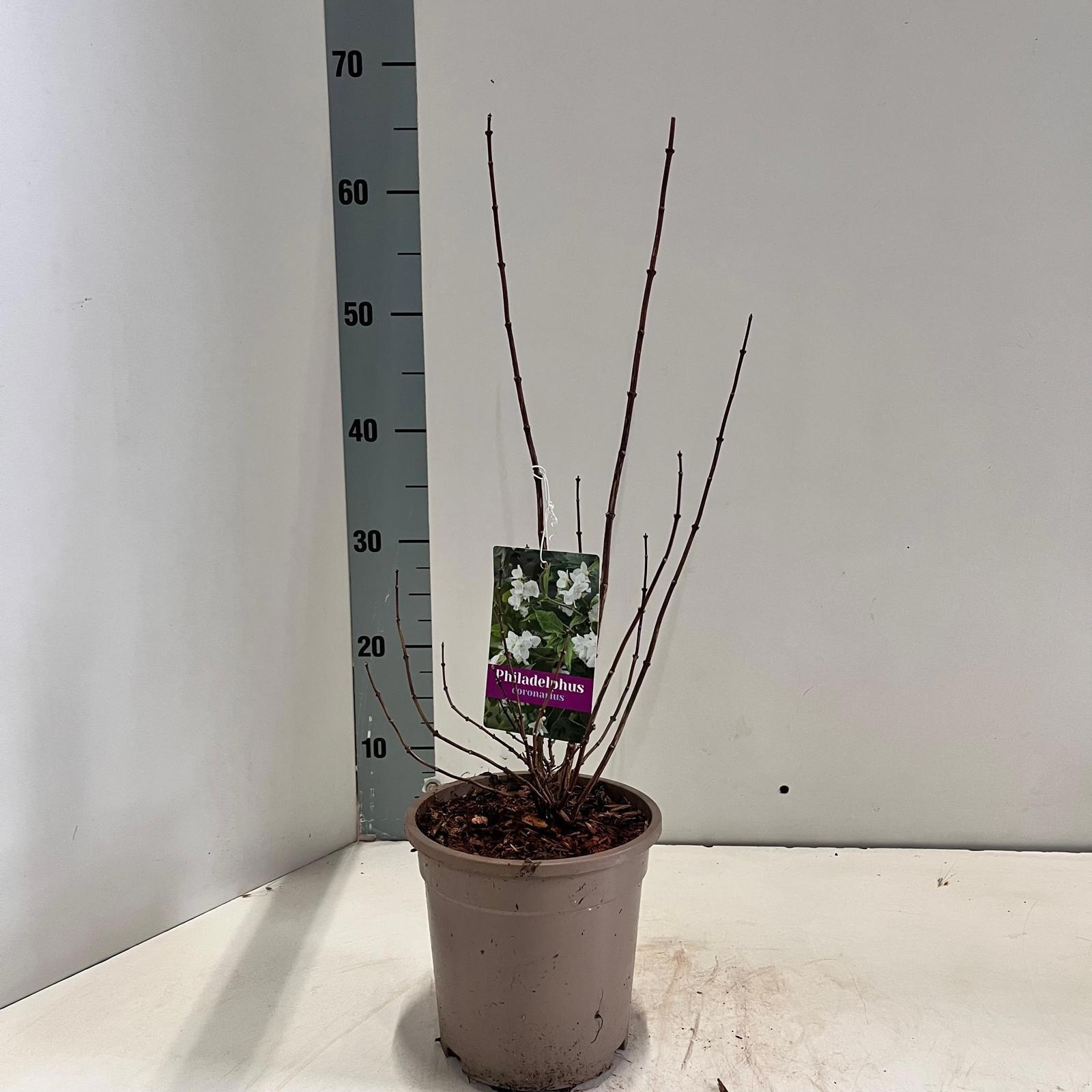 Philadelphus coronarius, D 17