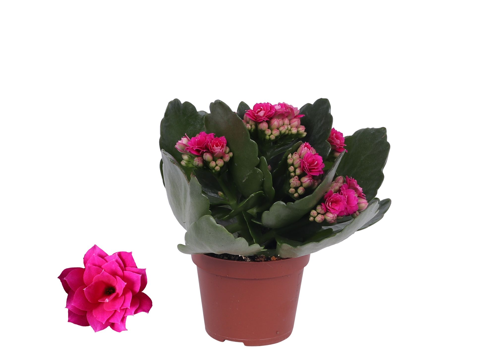 Kalanchoe Rosalina 06cm Don Victorio paars, Zonder hoes, D 6