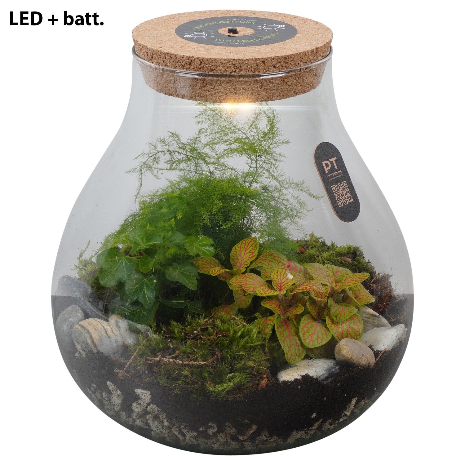 PTTER8113 Arrangement terrarium in glazen terrarium, D 23