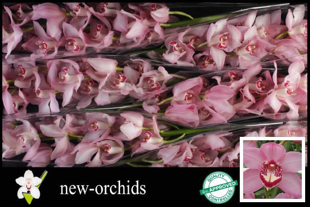 Цимбидиум Гейша Герл x6 80, шт.