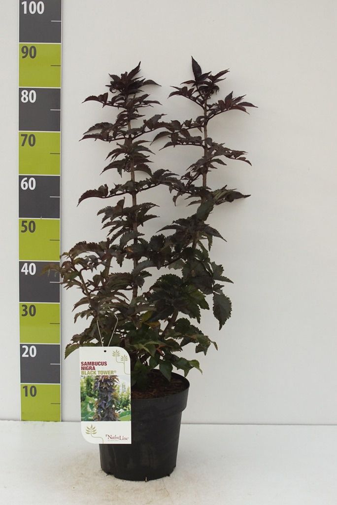 Sambucus ni. 'Black Tower' -R C 4,6, D 23