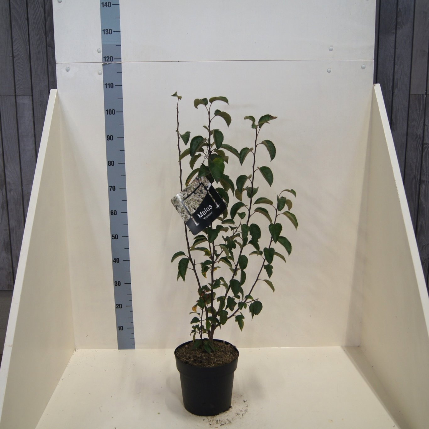 Malus 'Evereste', D 24