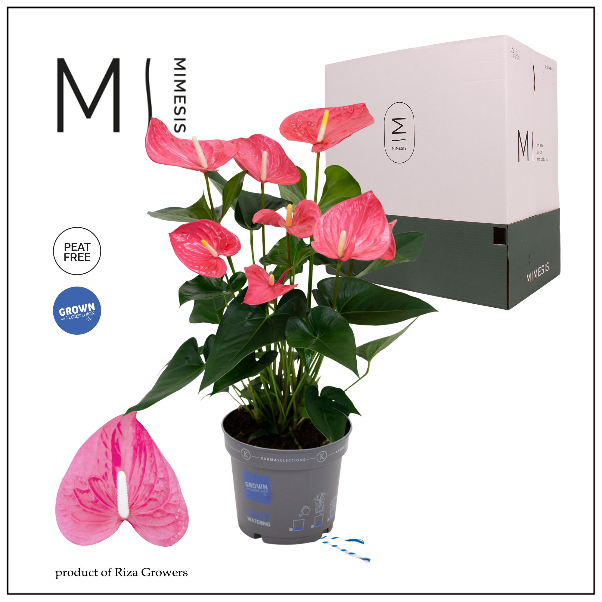 Mimesis Anthurium KARMA Maine - 17cm, D 17