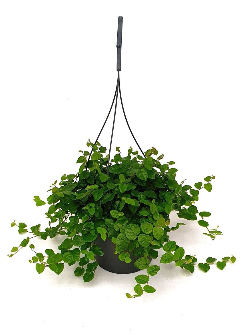 Ficus pumila 'Repens, D 19 cm Ficus pumila 'Repens, D 19 cm