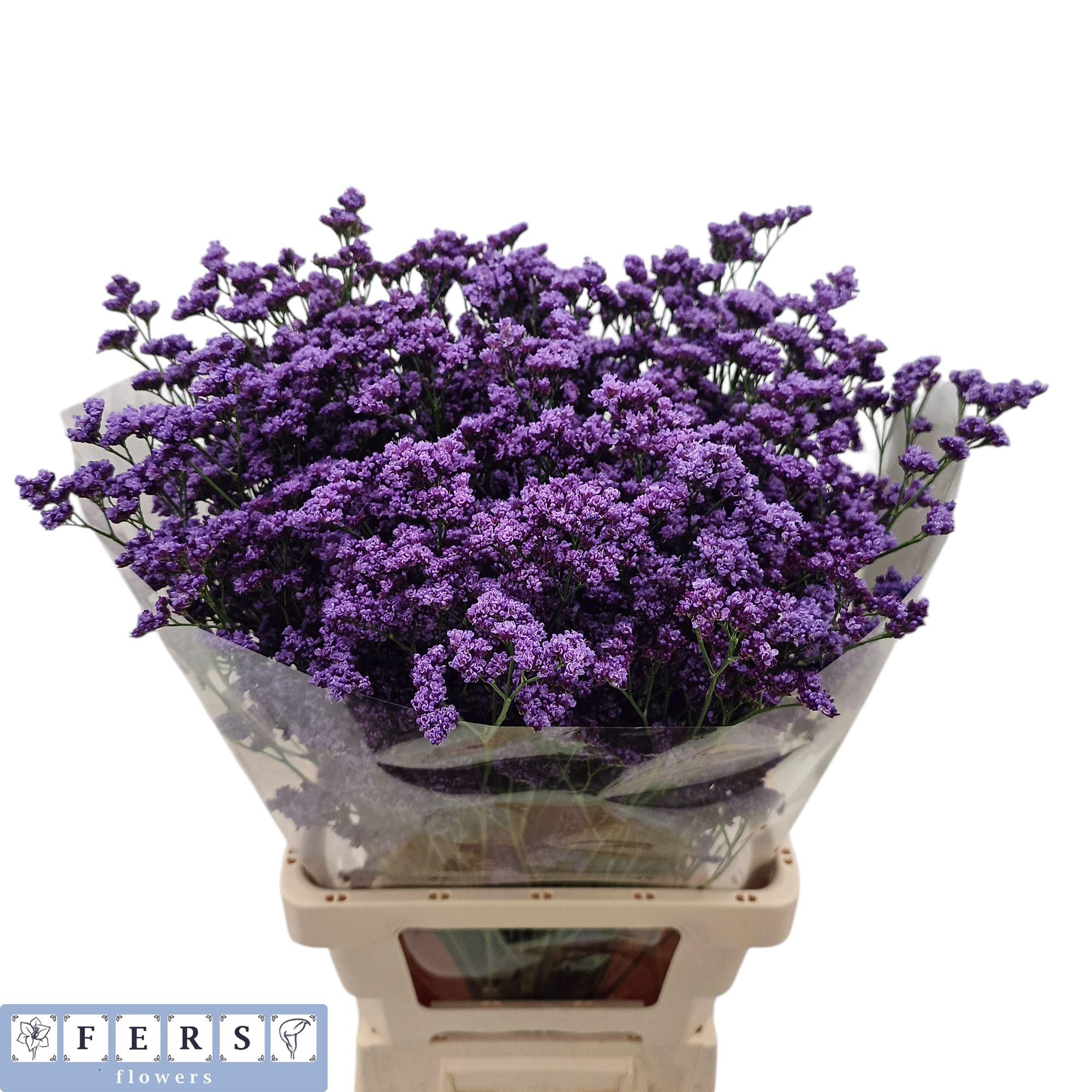 Лимониум Канзас Блю 70, шт.