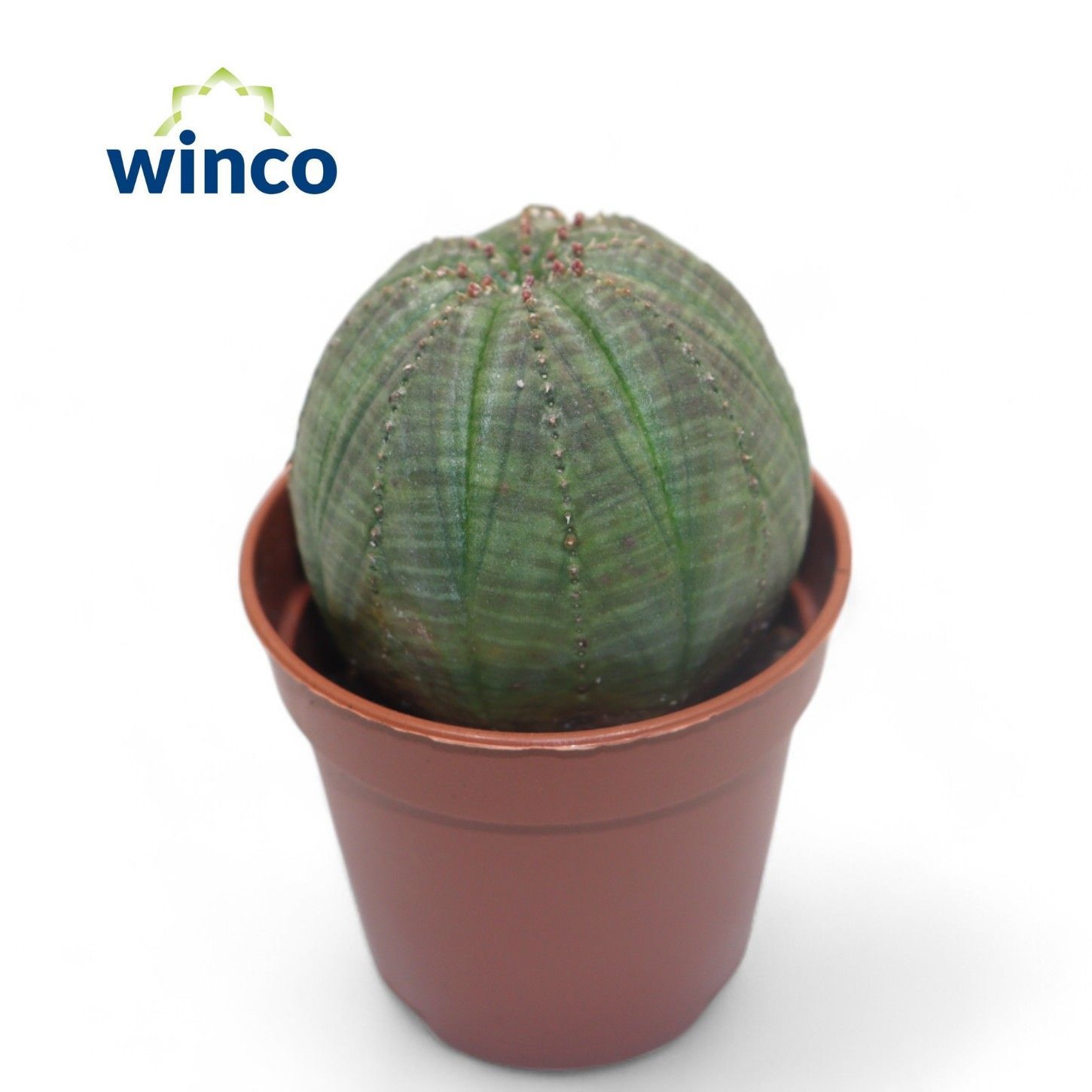 Euphorbia Obesa, D 5,5