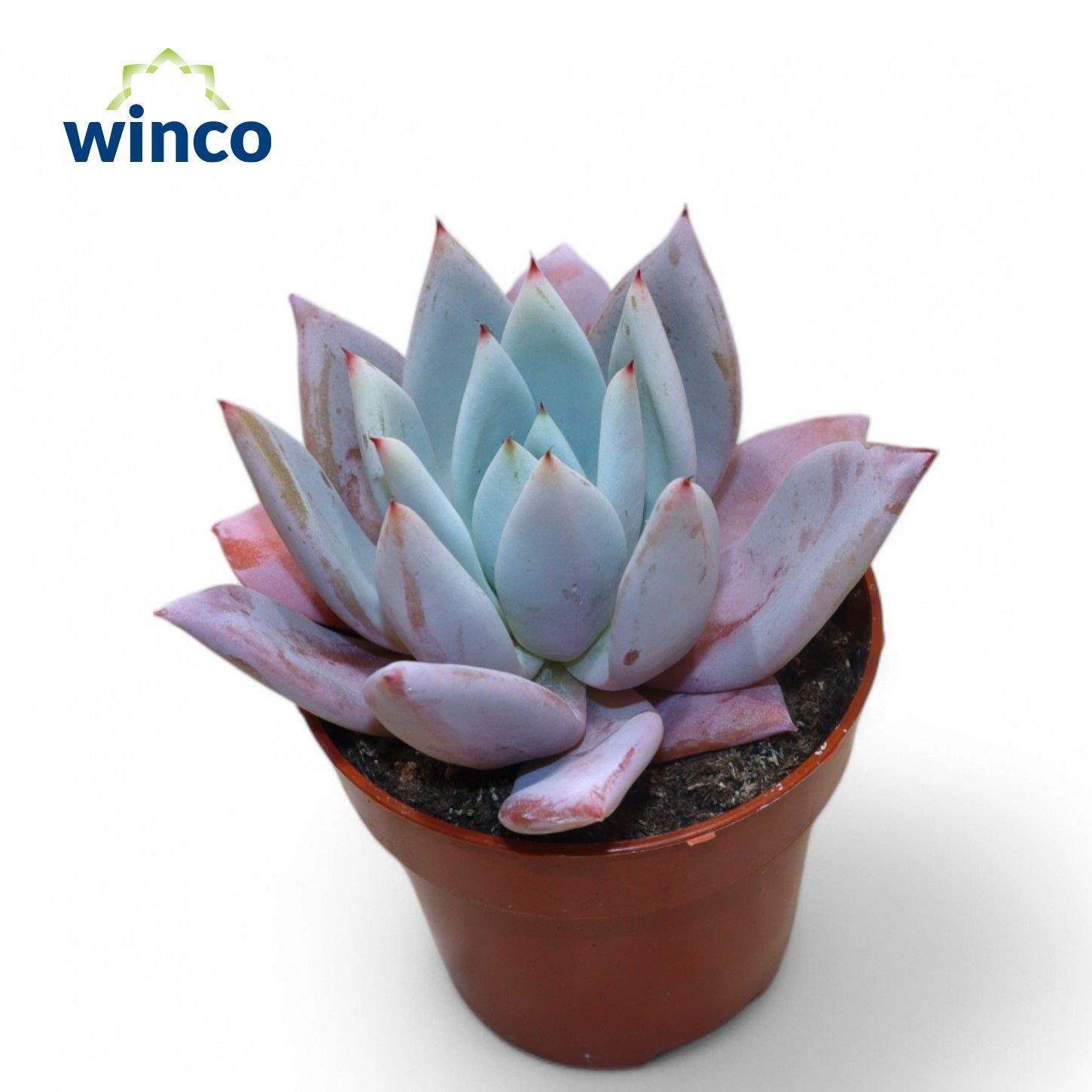 Echeveria Mexican Giant, D 8,5 cm Echeveria Mexican Giant, D 8,5 cm