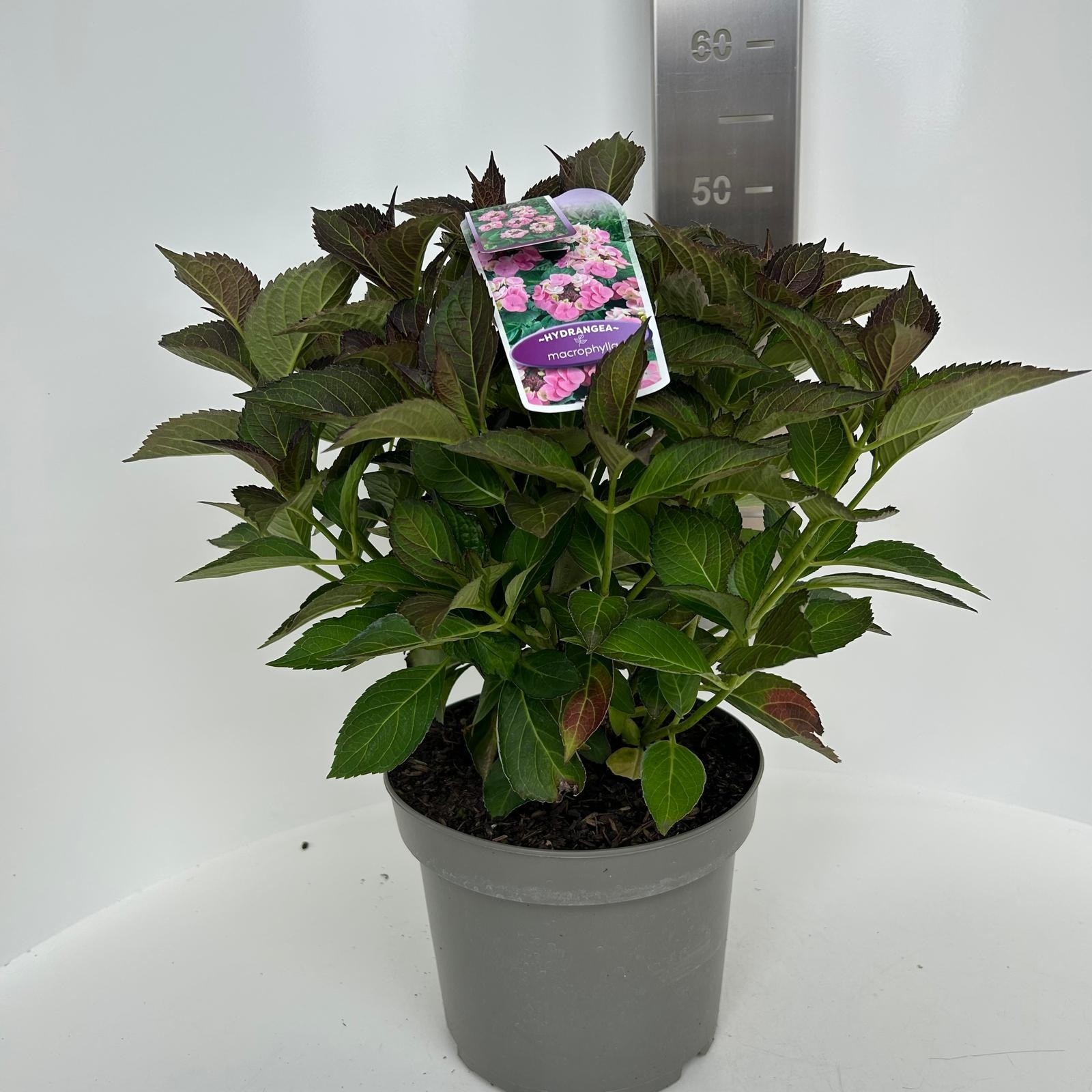 Hydrangea macr. Roze (scherm), D 23 cm
