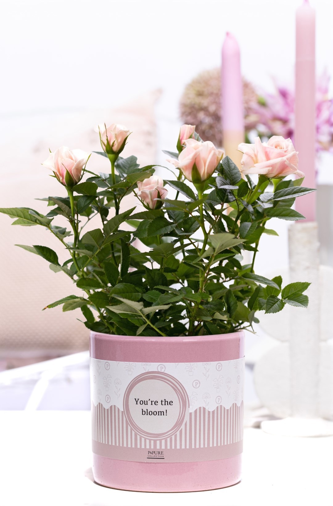 Rosa light pink in P&P cadeau concept: YOU'RE THE BLOOM!, D 12