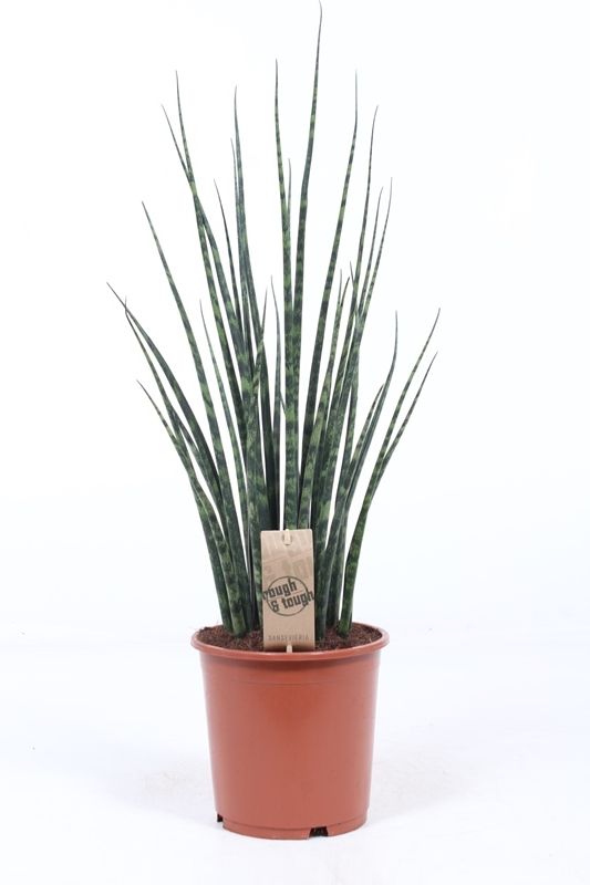 Sansevieria 'Fernwood' Mikado, D 19