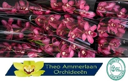 Цимбидиум Рэд Дрим x9 60, шт.