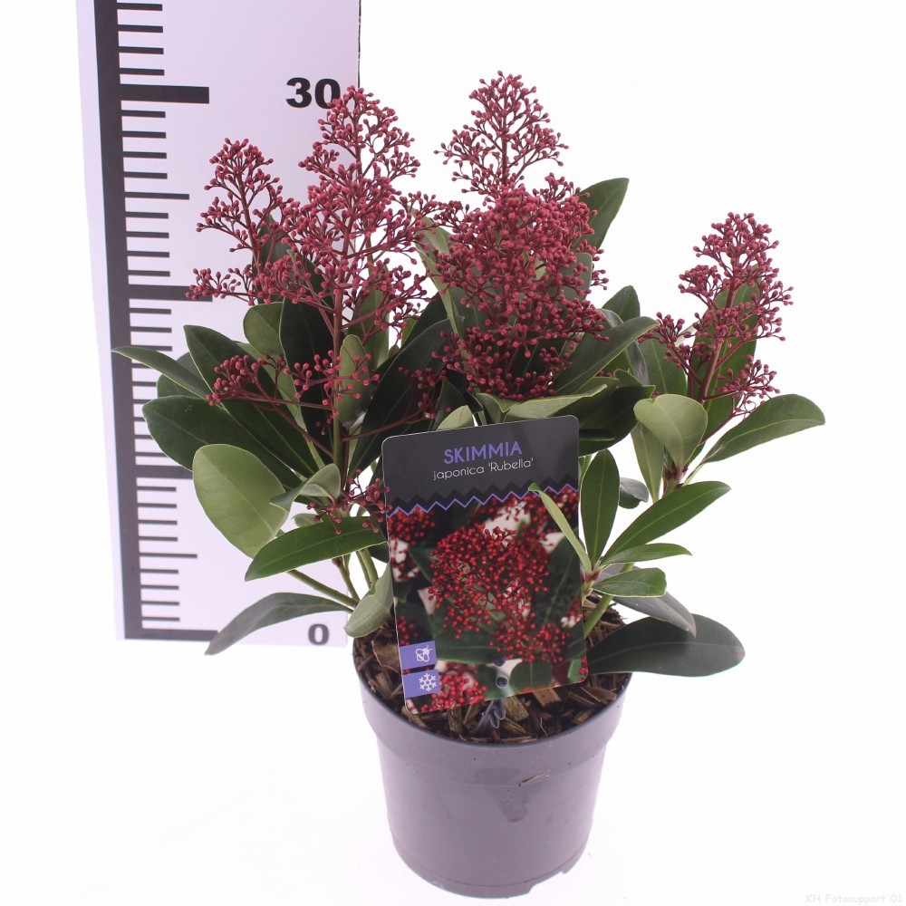 Skimmia jap. 'Rubella', D 13