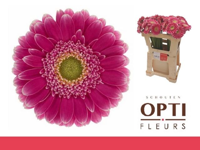 Гермини Вондерволл, шт.