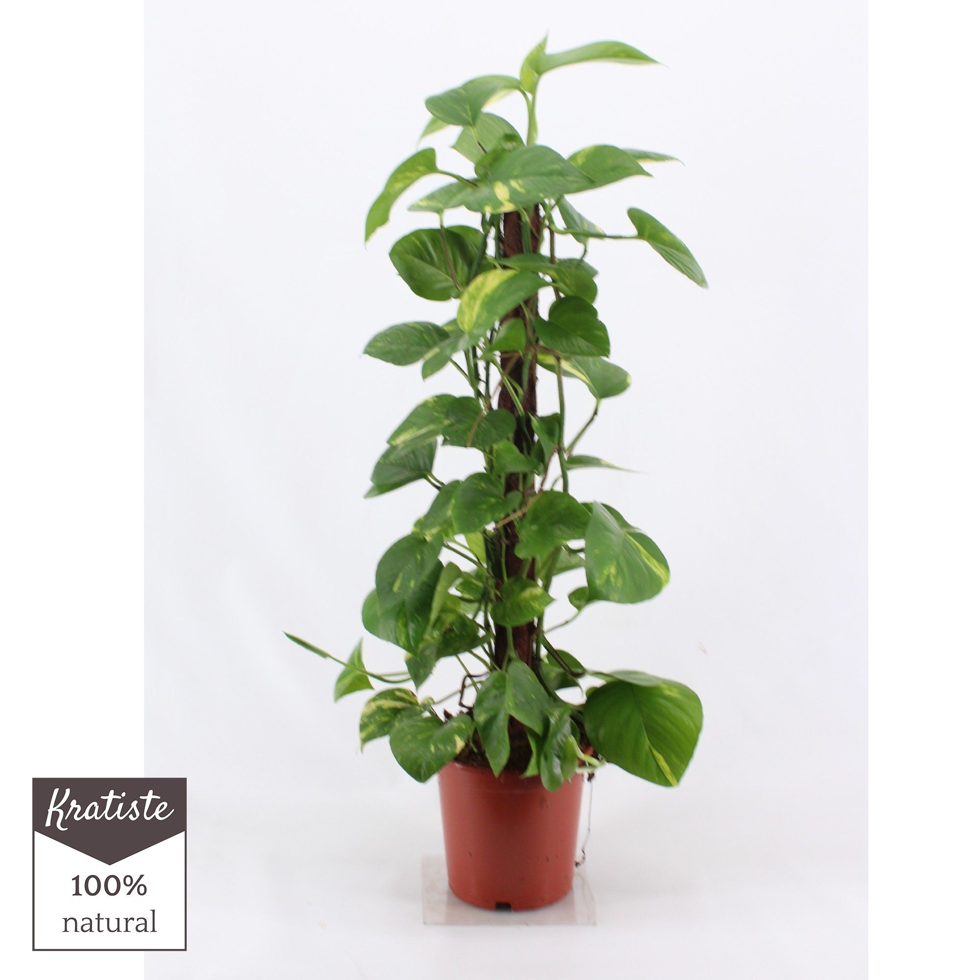 epipremnum aureum 80 cm Kratiste klimstok, D 19