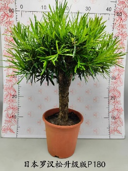 Подокарпус макрофйллус Джапанесе Хиноки Кйпресс 18 60