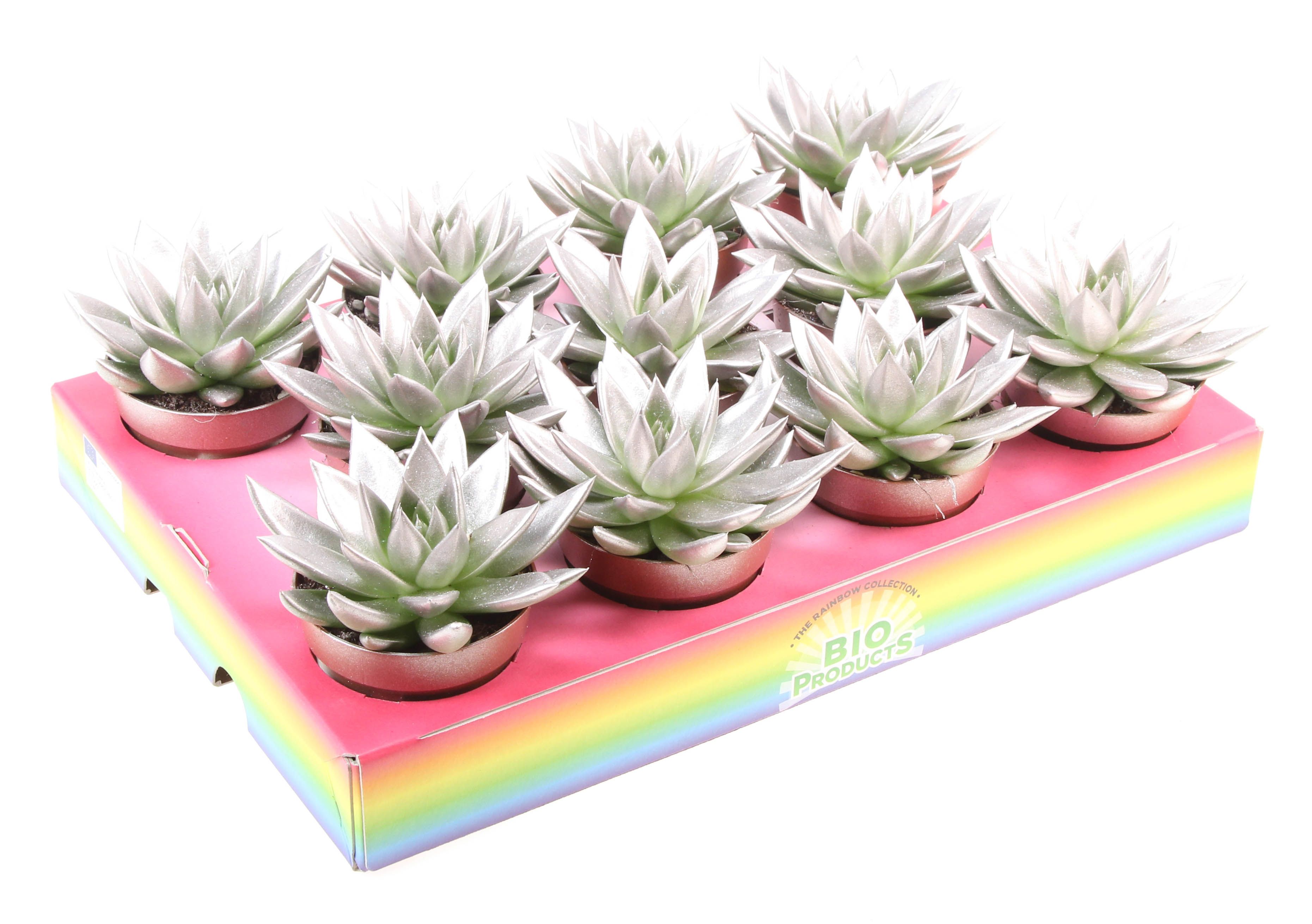 Bio miranda champagne glitter, D 8,5