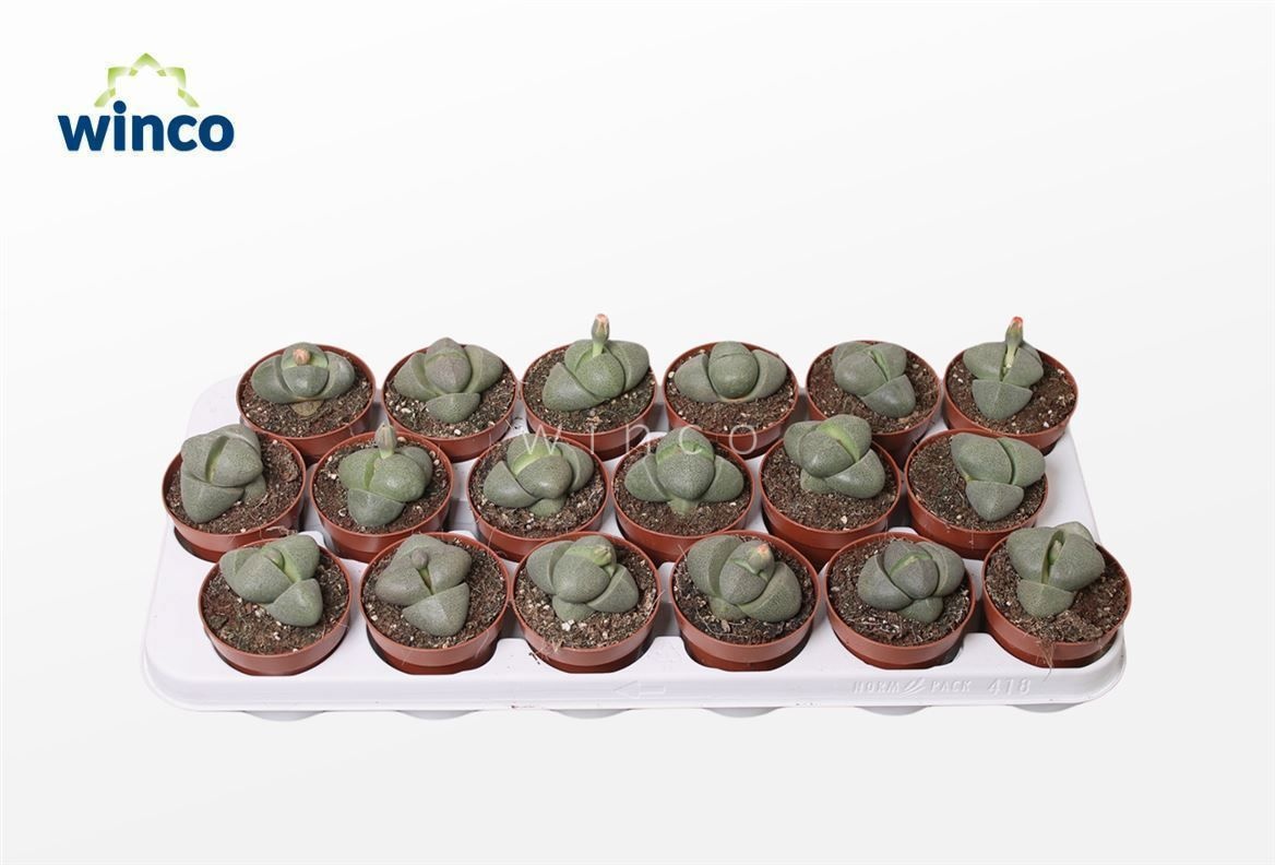 Pleiospilos Nelii, D 8,5