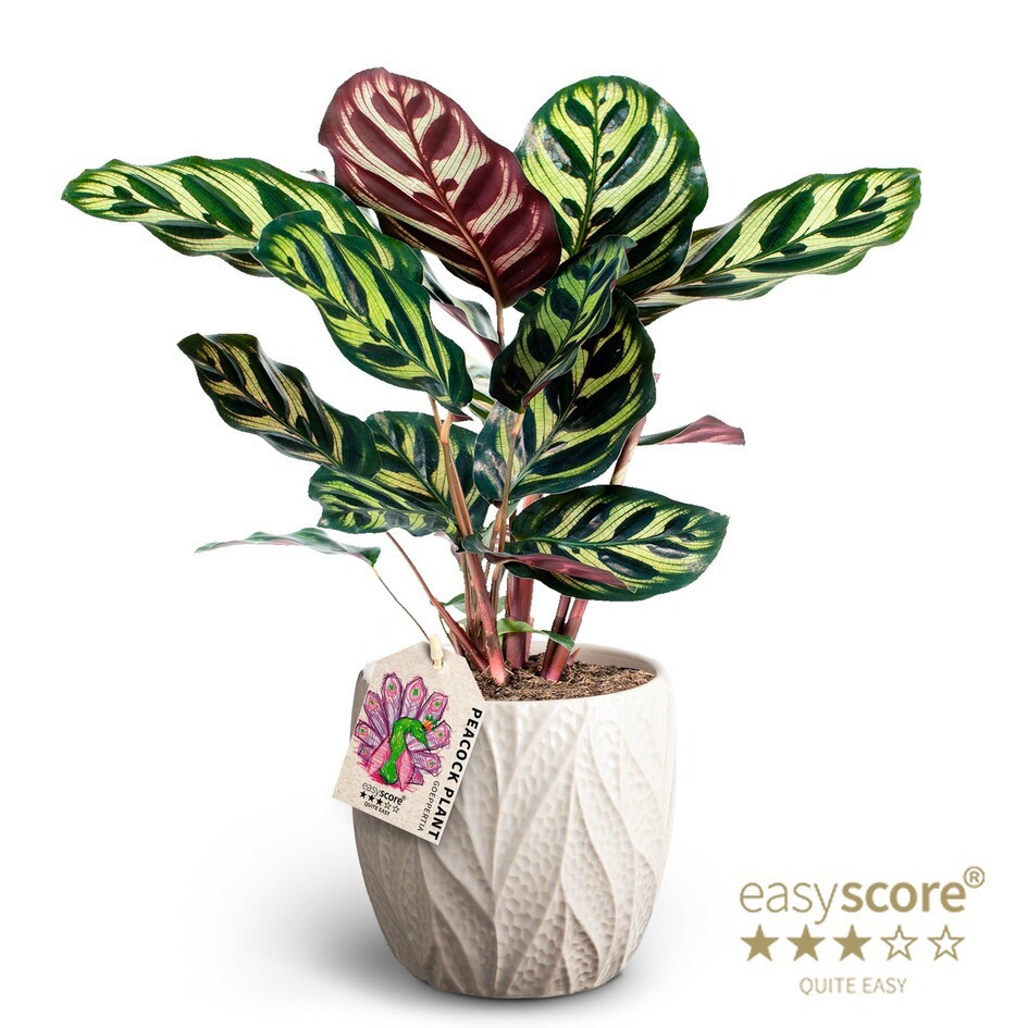 Leaf Sand, Calathea makoyana, D 12