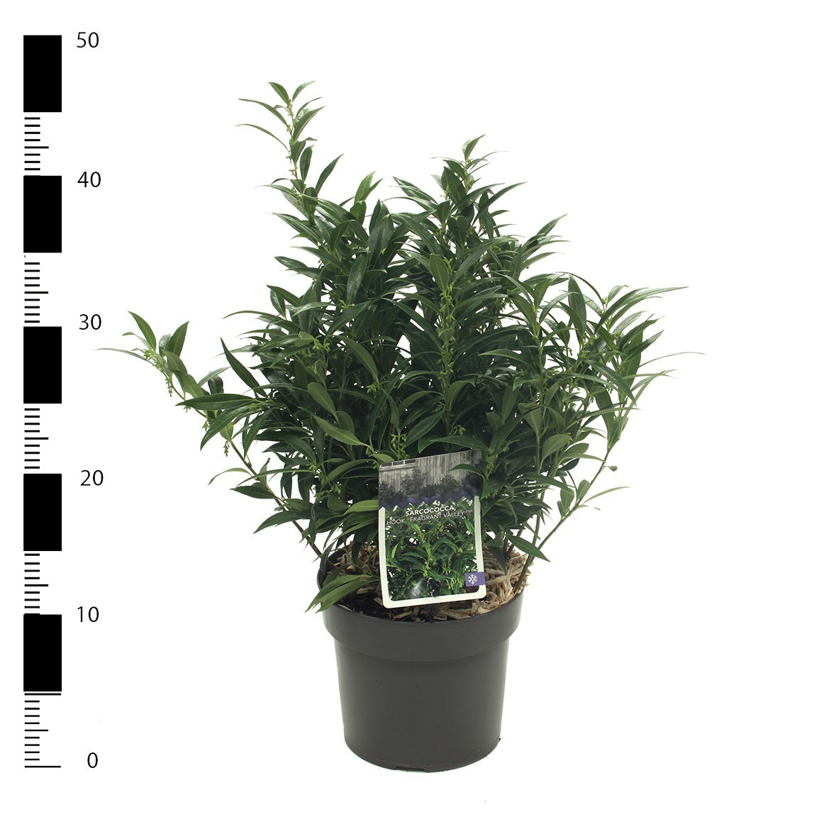 sarcococca 'Fragrant Valley' (Sarsid3) PBR, D 17