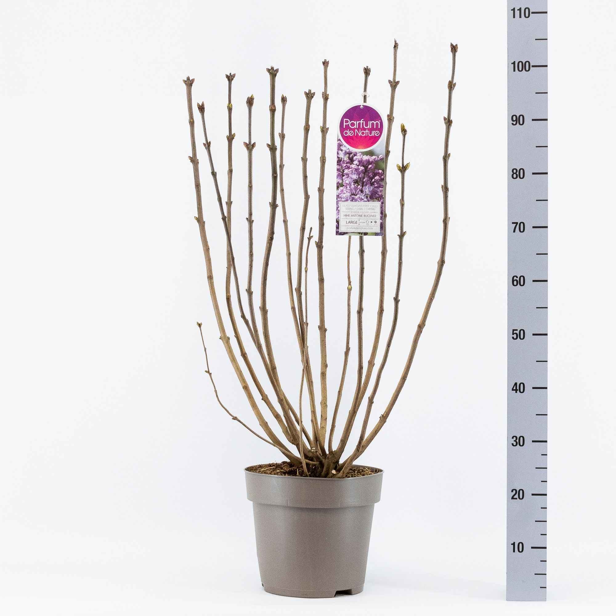 Syringa vul. Mme Antoine Buchner 2-jr C10 sol. bloemknop, D 27