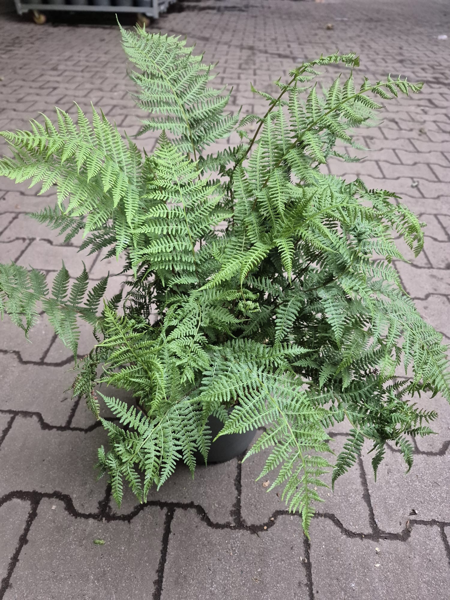 Athyrium filix fem. 'Rotstiel', D 23