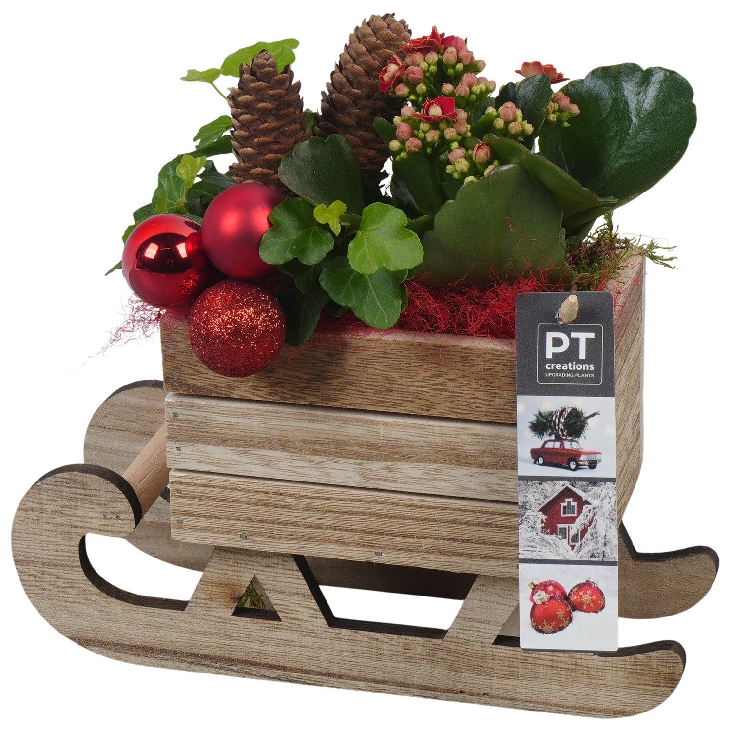 PTCHR7399 Arrangement Christmas Red in houten slee, D 24 cm