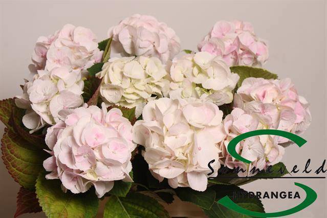 Гортензия Свит Верена 60, шт.