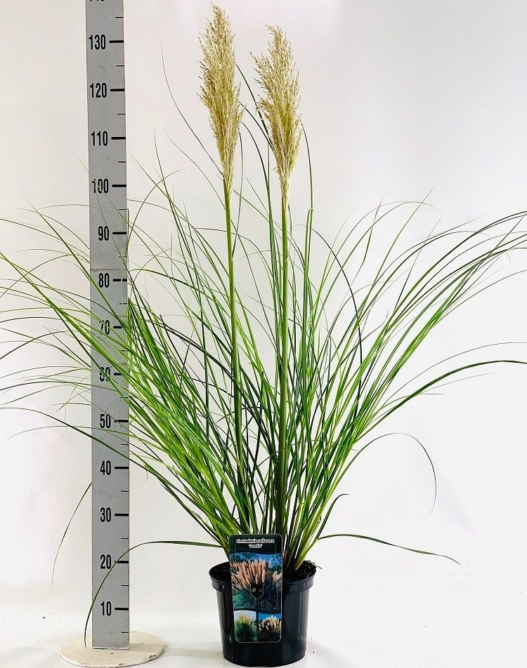 Cortaderia sel. 'Pumila', D 23