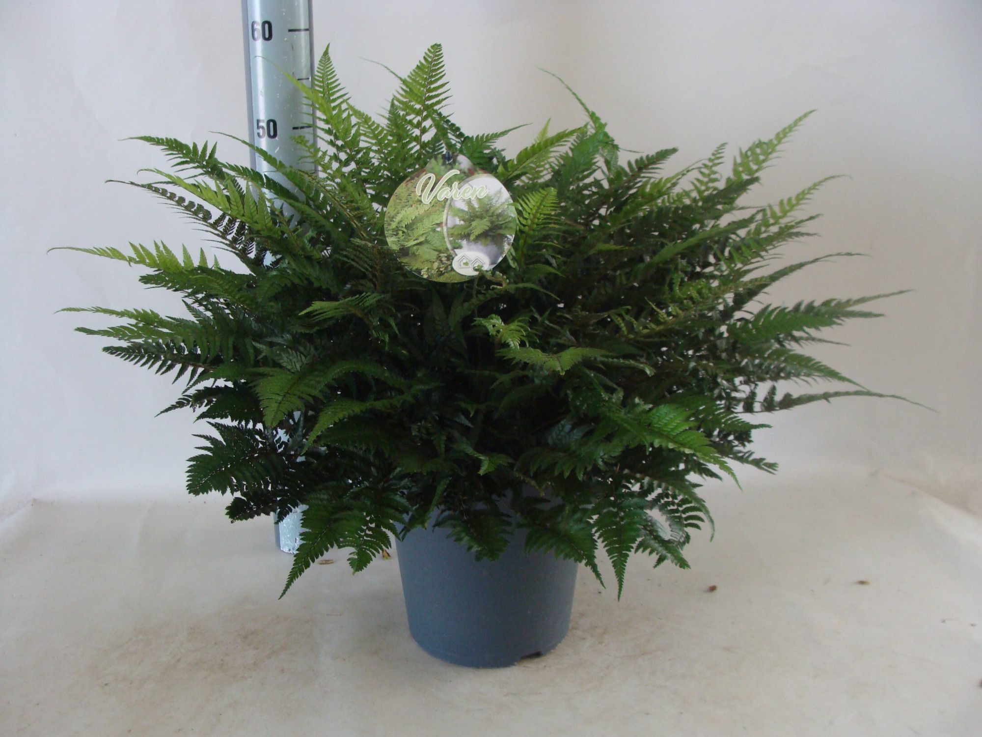 Asplenium Polystichum tsus-simense 16, D 24 cm