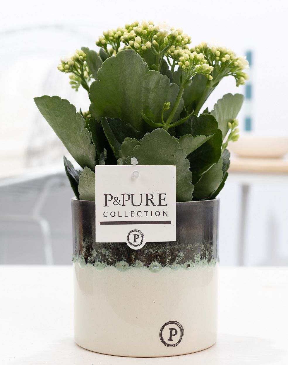 Kalanchoe white in P&PURE Illusion cer. perfectly imperfectable, D 12