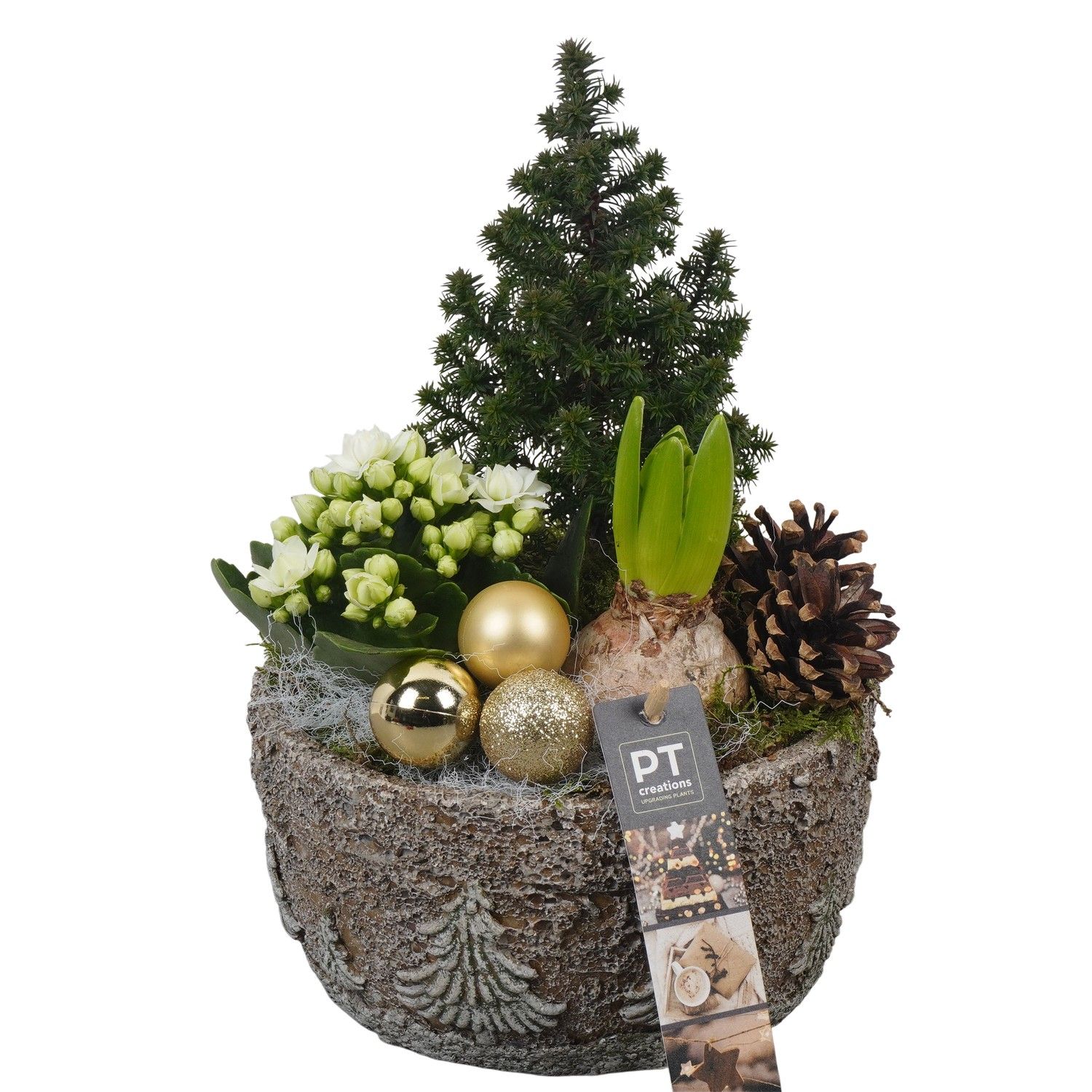 PTCHG5647 Arrangement Christmas Gold in terracotta pot, D 18 cm