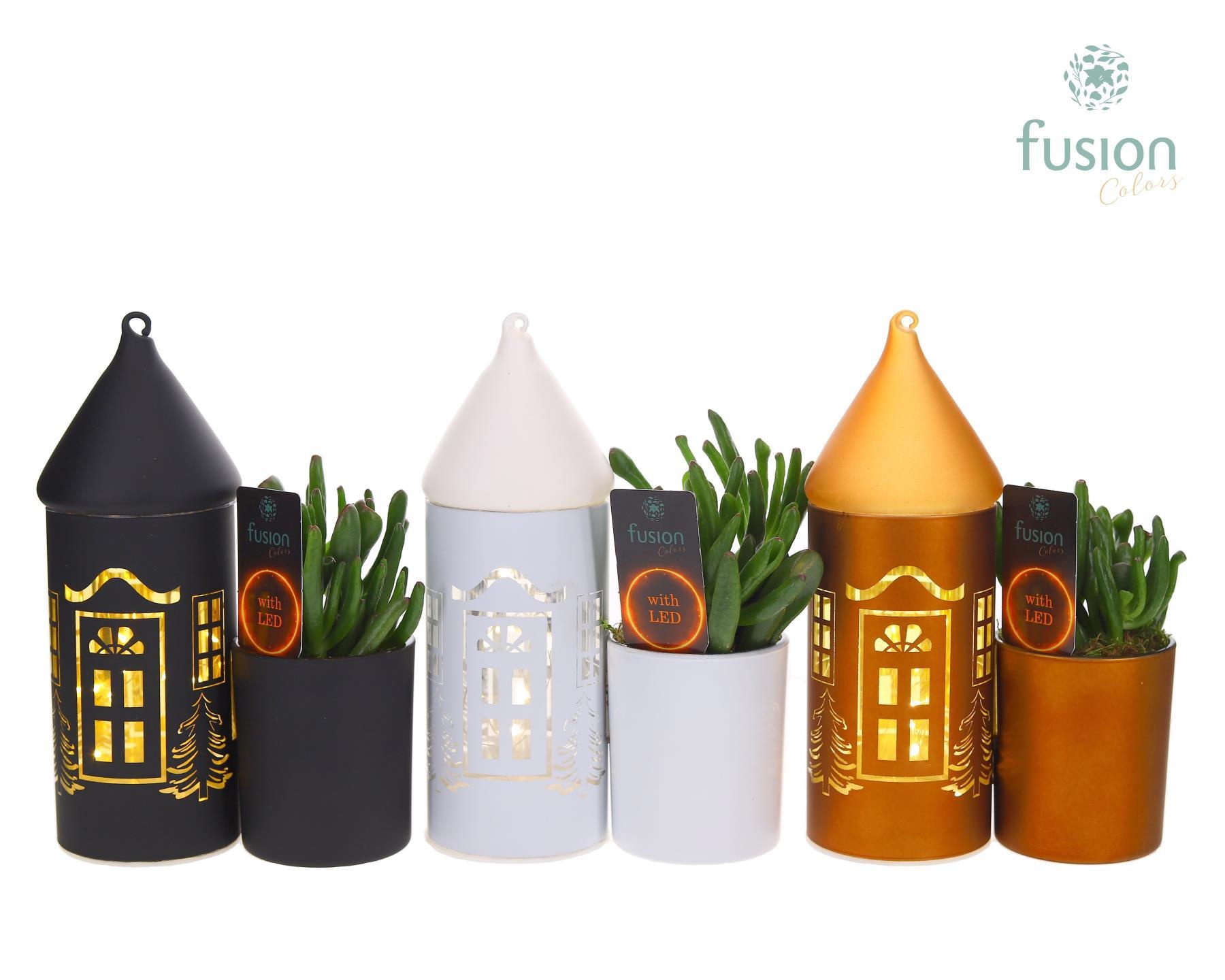 LED Duo glazen huis met Succulent, D 14 cm